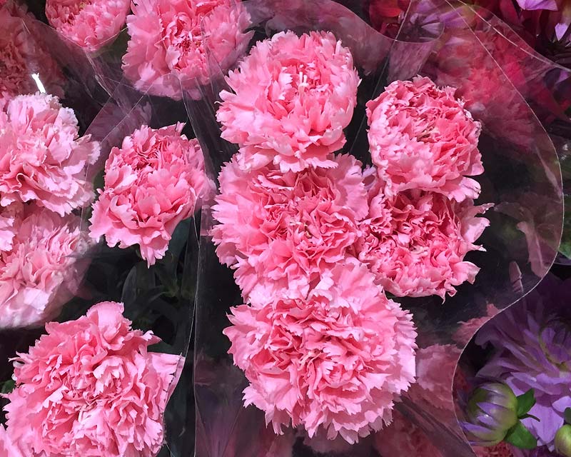 Dianthus caryophyllus - the double pink carnation