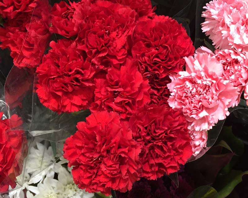Dianthus caryophyllus - double red carnation