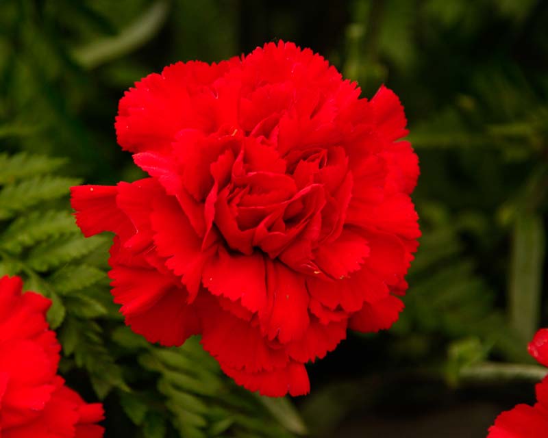 Dianthus caryophyllus Moda, the classic double red carnation