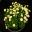 Dianthus carophyllus Citrien