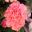 Dianthus caryophyllus - the pink carnation, one of the world's favourite cut flowers