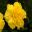 Dianthus caryophyllus this is hybrid called Vinko