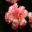 Dianthus caryophyllus Falicon