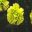 Dianthus caryophyllus Lady Spring