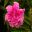 Dianthus caryophyllus Organza - the perfect double pink carnation