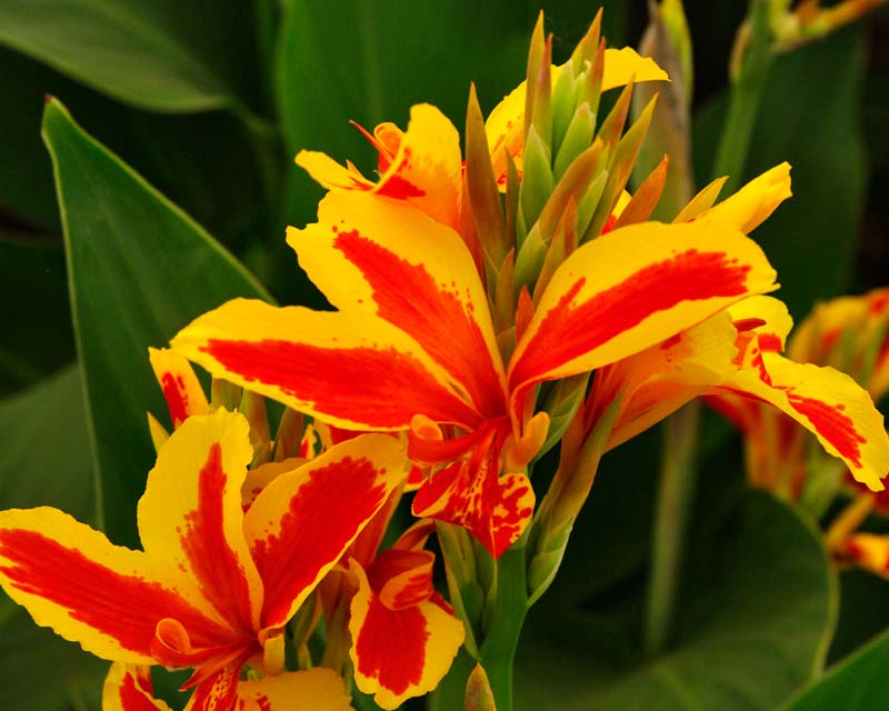 Canna Charlotte has red petals with a broad yellow margin