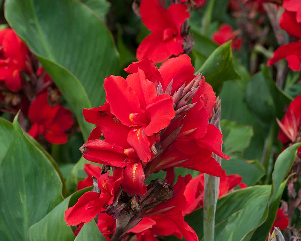 Canna lily hybrid with red flowers