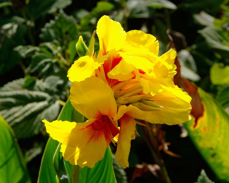 Canna Lily hybrid - yellow and red flowers