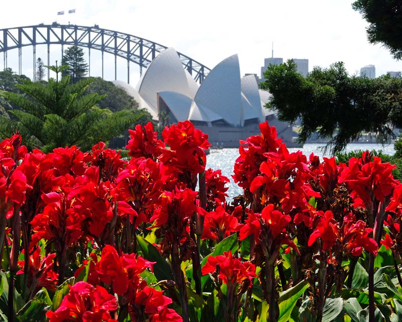 Sydney royal Botanic Gardens makes a spectacular setting for plants, especially when they are as bright as these Canna Lillies.