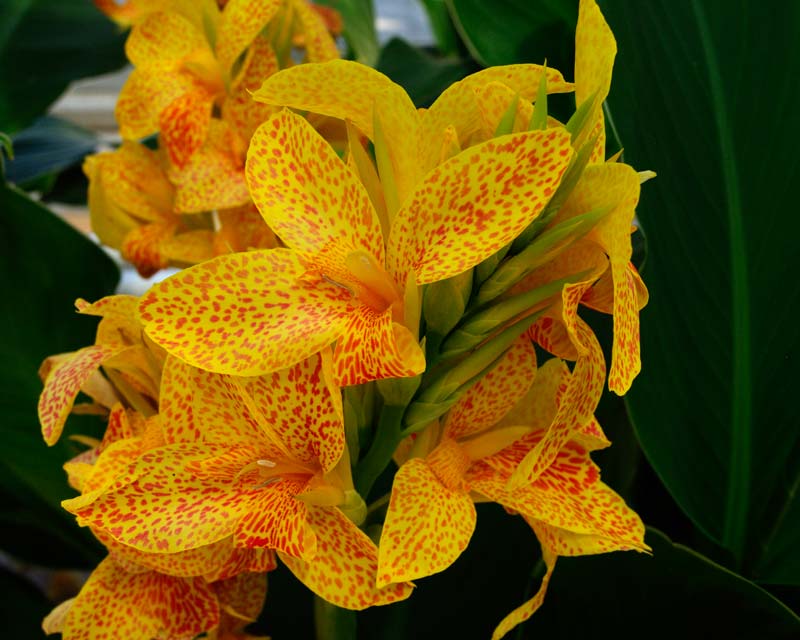 Canna Picasso commonly known as Indian Shot has yellow petal flecked with red