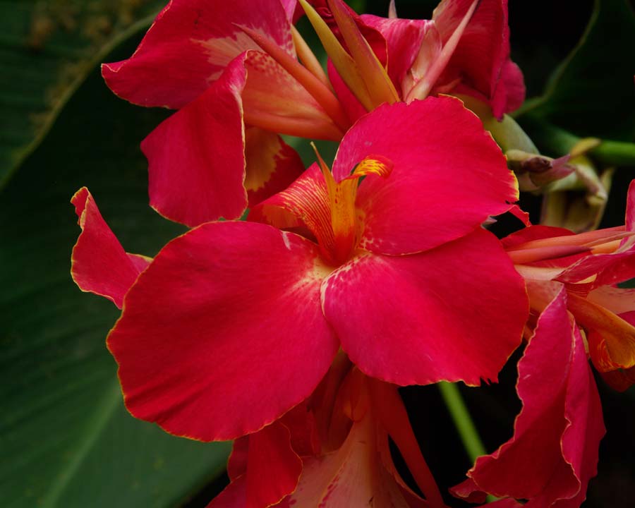 Canna x generalis, this is the cultivar Hungaria