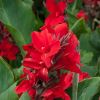 Canna lily hybrid with red flowers