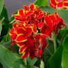 Indian Shot plant, Canna x Generalis hybrid - red and yellow petals