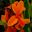 Canna Semaphore - orange and darker orange flowers