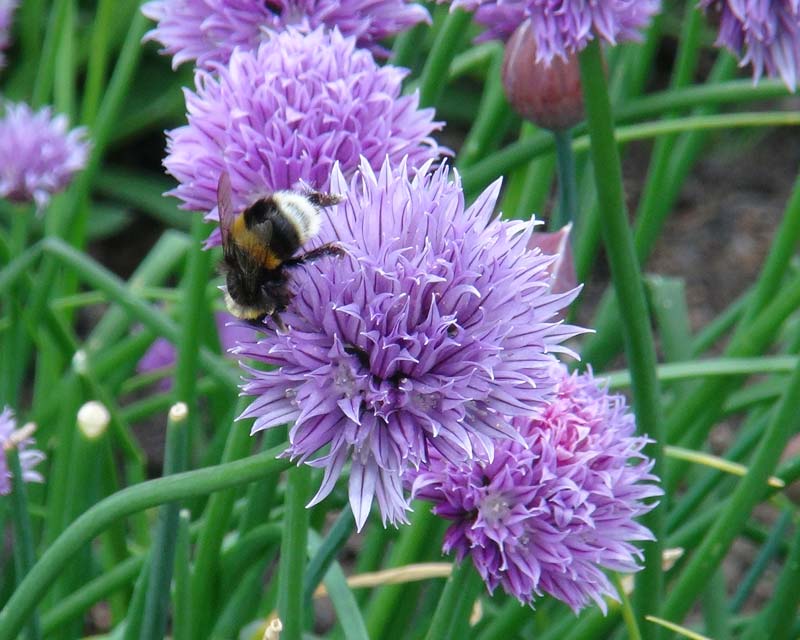 Allium schoenoprasum - Chives.   A pretty addition to the herb bed but also attracts bees too.