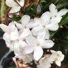 Jasmine - Jasminum polyanthum