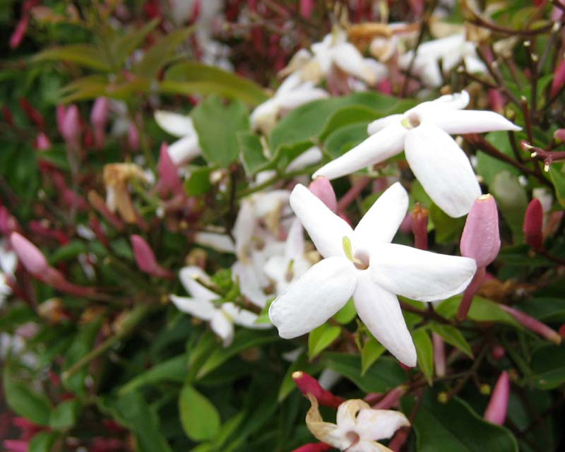 Jasminum polyanthum. Very distinctive pink throats lead to open white flower faces.