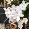Jasmine - Jasminum polyanthum