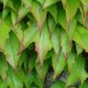 Parthenocissus tricuspidata, Boston Ivy