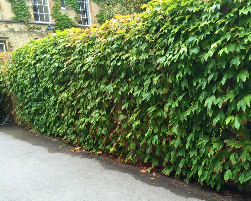 Parthenocissus tricuspidata or Boston Ivy as seen at Christs College, Oxford