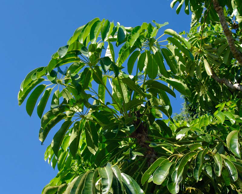 Schefflera actinophylla Queensland Umbrella Tree