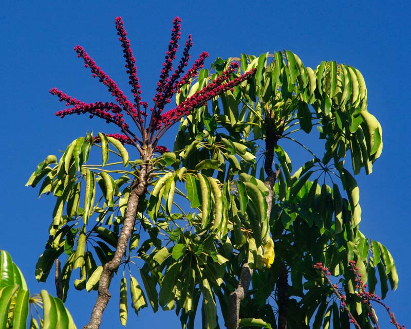 Schefflera actinophylla - Queensland Umbrella Tree - Spikes of red flowers