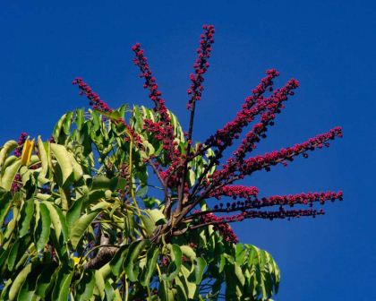 Schefflera actinophylla - radiating spikes of red flowers rise above leaves