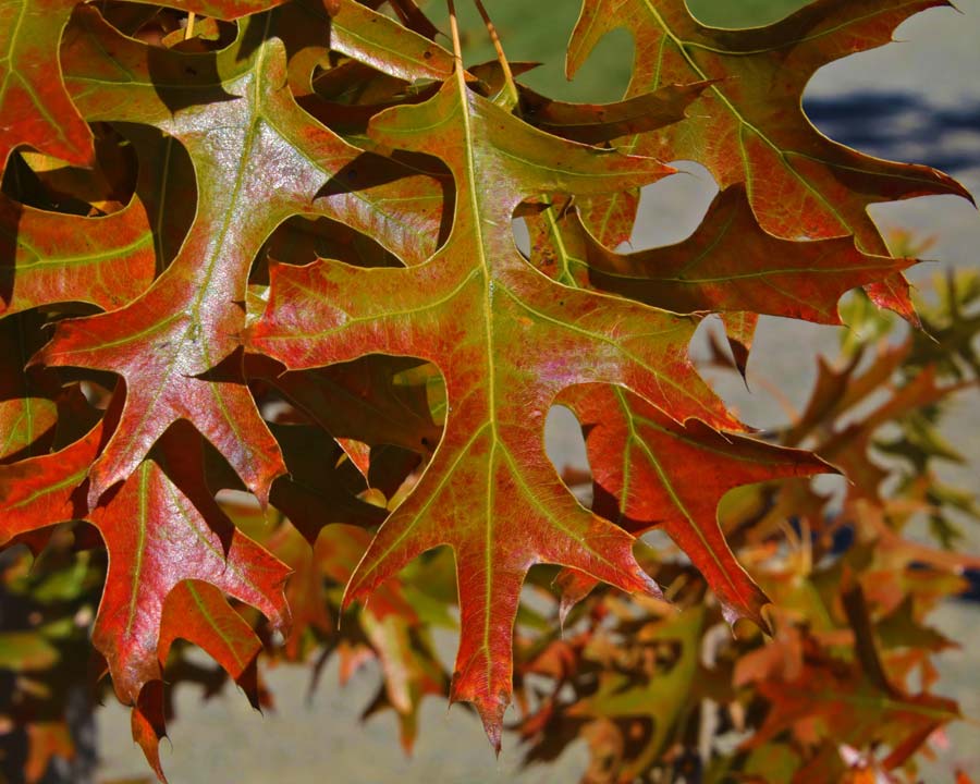 Quercus palustris, Common Oak, great for autumn colour