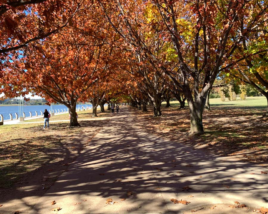 Quercus palustris, providing lakeside colour in Canberra