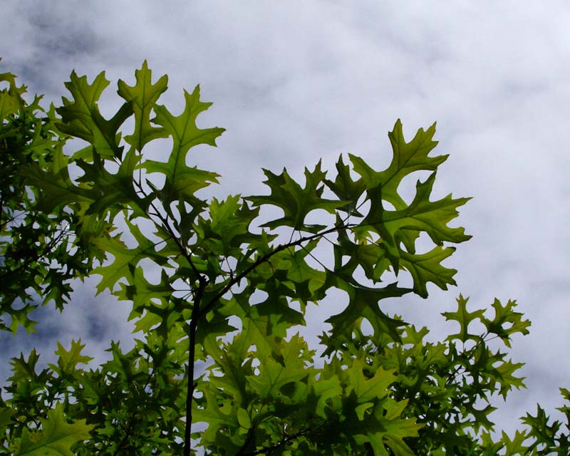 Pin Oak in spring