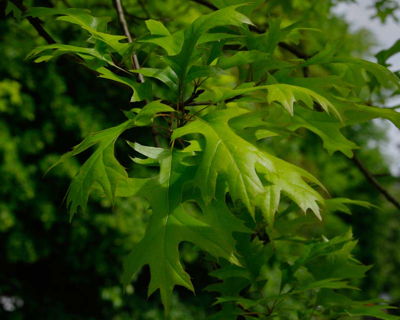 Quercus palustris - Pin Oak. Bright green leaves in spring
