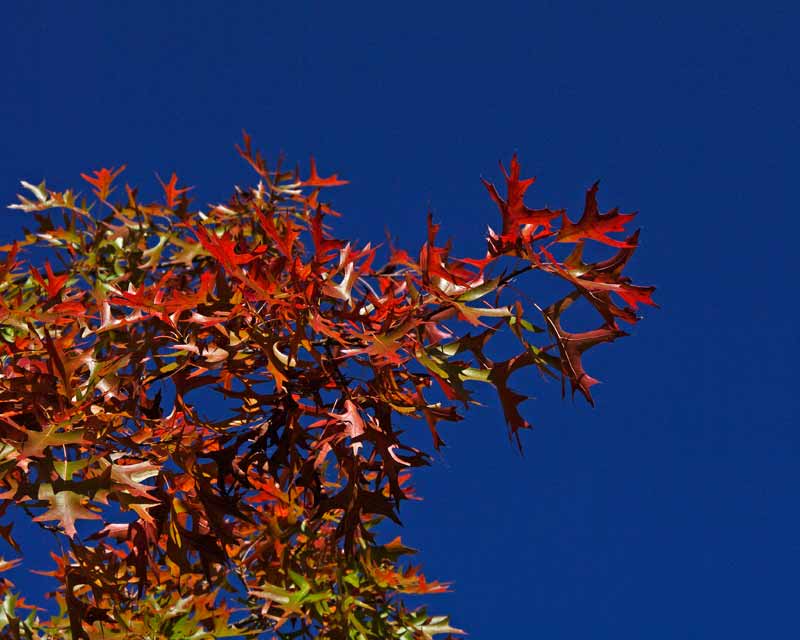 The red leaves look spectacular against the sky - Quercus palustris