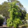 Podocarpus elatus - Illawarra Plum