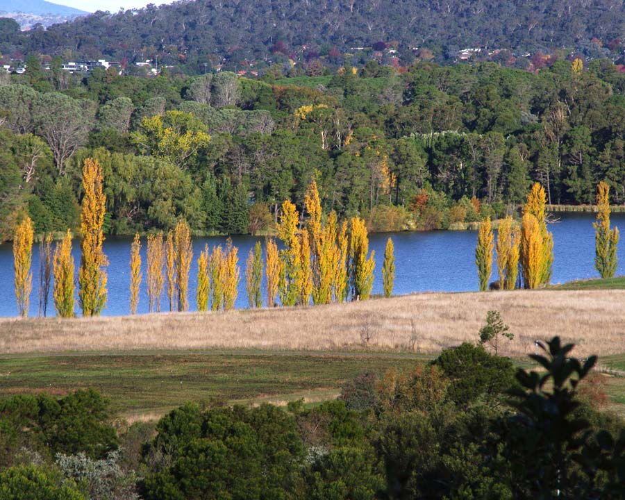 Populus nigra Italica - Autumn Colour - Canberra