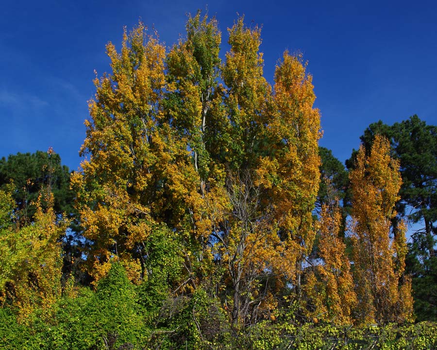 Populus Nigra 'Italica' - leaves yellowing in autumn
