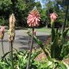 Veltheimia bracteata Veldt Lily - rosettes of wavy leaves with erect central flower spike with pinkish flowers