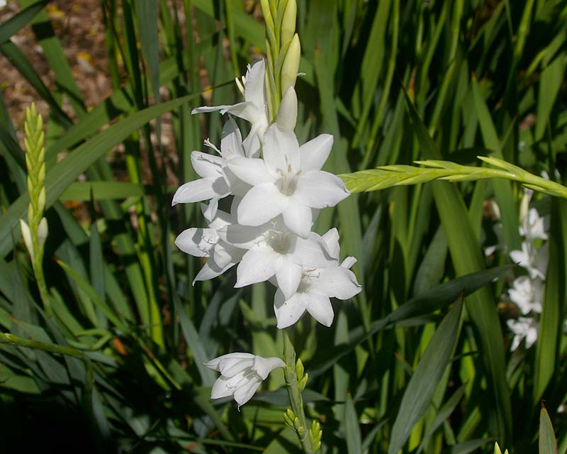 Watsonia wordsworthiana syn. Watsonia borbonica - a white variant