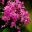 Streptocarpus 'Celebration' as pink and white flowers