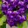 Streptocarpus 'Chelsea' has purple and deep red flowers