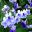 Streptocarpus 'Harlequin Lace' has white and lavender flowers