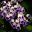 Streptocarpus 'Marion' - has purple and white flowers