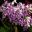 Streptocarpus 'Polka Dot Purple' - has white and purple flowers