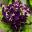 Steptocarpus 'Purple Velvet' - has purple flowers