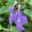 Streptocarpus saxorum 'Concord Blue'