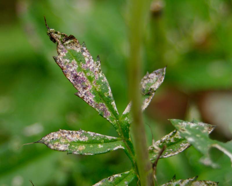 Watch out for Botyritis blight in late summer to Autumn, sometimes called Grey Mould.