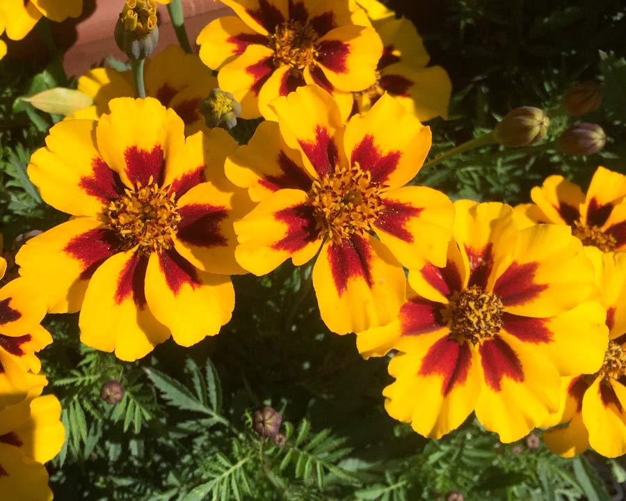 Tagetes patula 'Naughty Marietta' - Open yellow flowers with splashes of red at centre