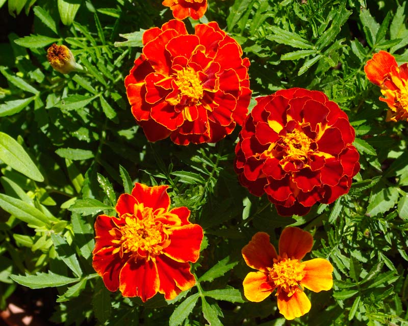 Tagetes patula - French Marigold Dwarf Double variety grown from Yates seeds