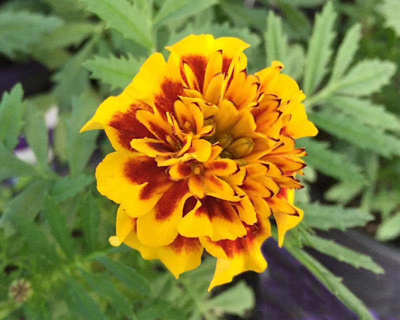 Tagetes patula - French marigold