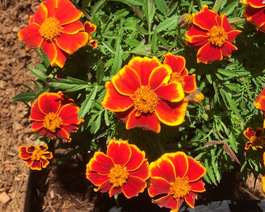 Tagetes patula 'Red Marietta' - open flowers red petals with yellow margins
