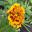 Tagetes patula - French marigold